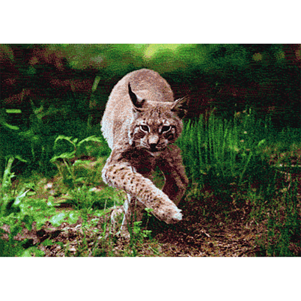 3D-Postkarte Luchs auf der Pirsch