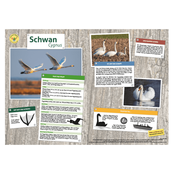 Lernort Natur-Tiertafel DIN A3 Schwan